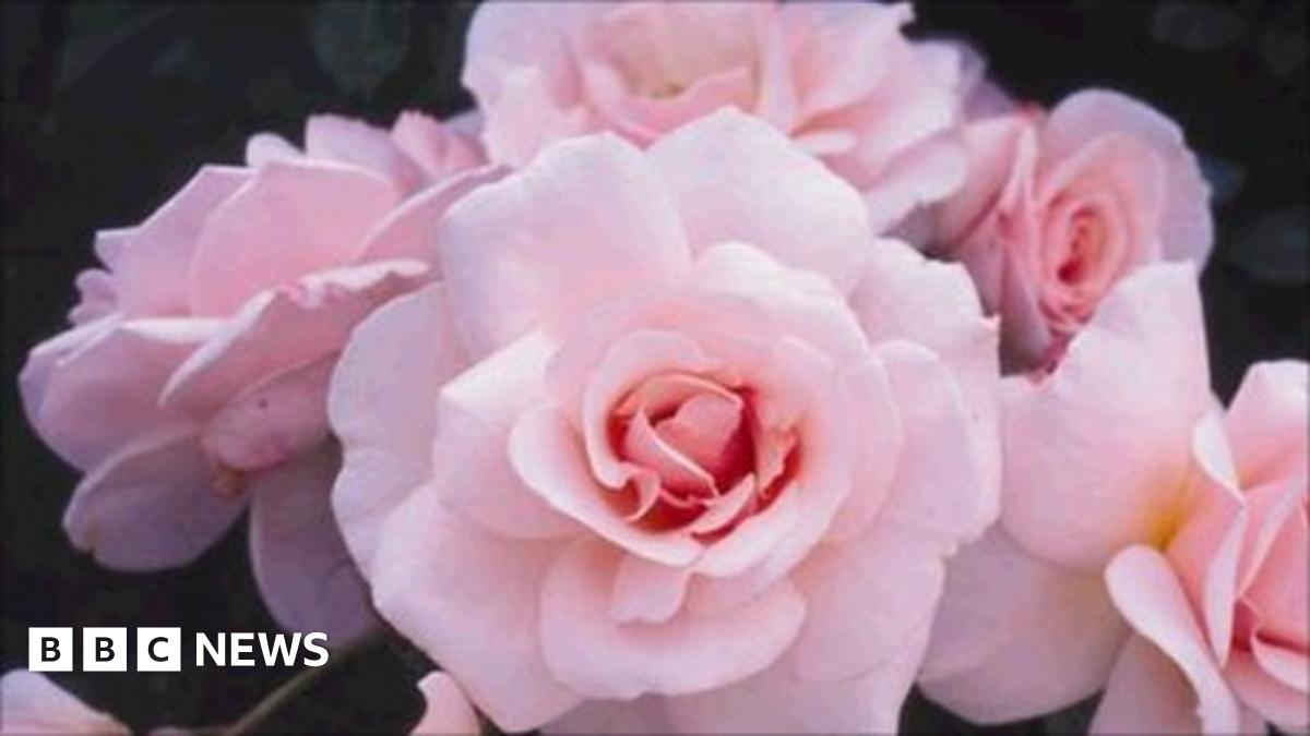 Royal wedding: William and Kate roses planted at Windsor - BBC News