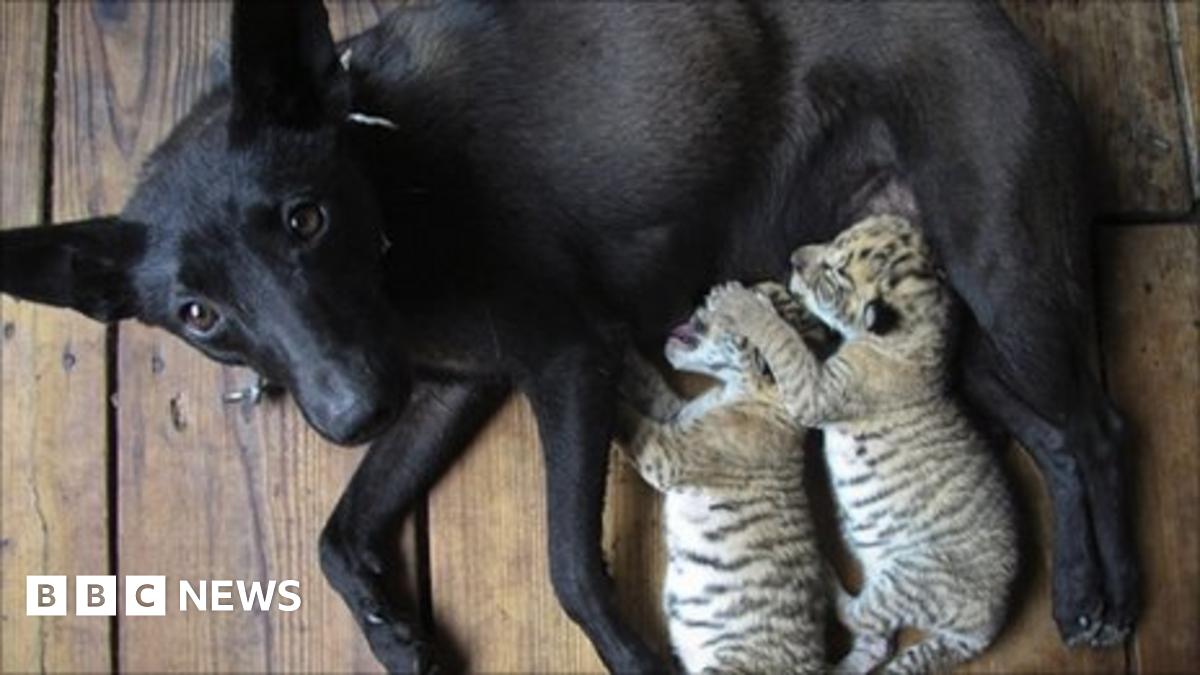 Liger cubs nursed by dog in China's Xixiakou Zoo BBC News