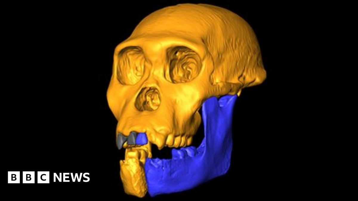 African fossils put new spin on human origins story - BBC News