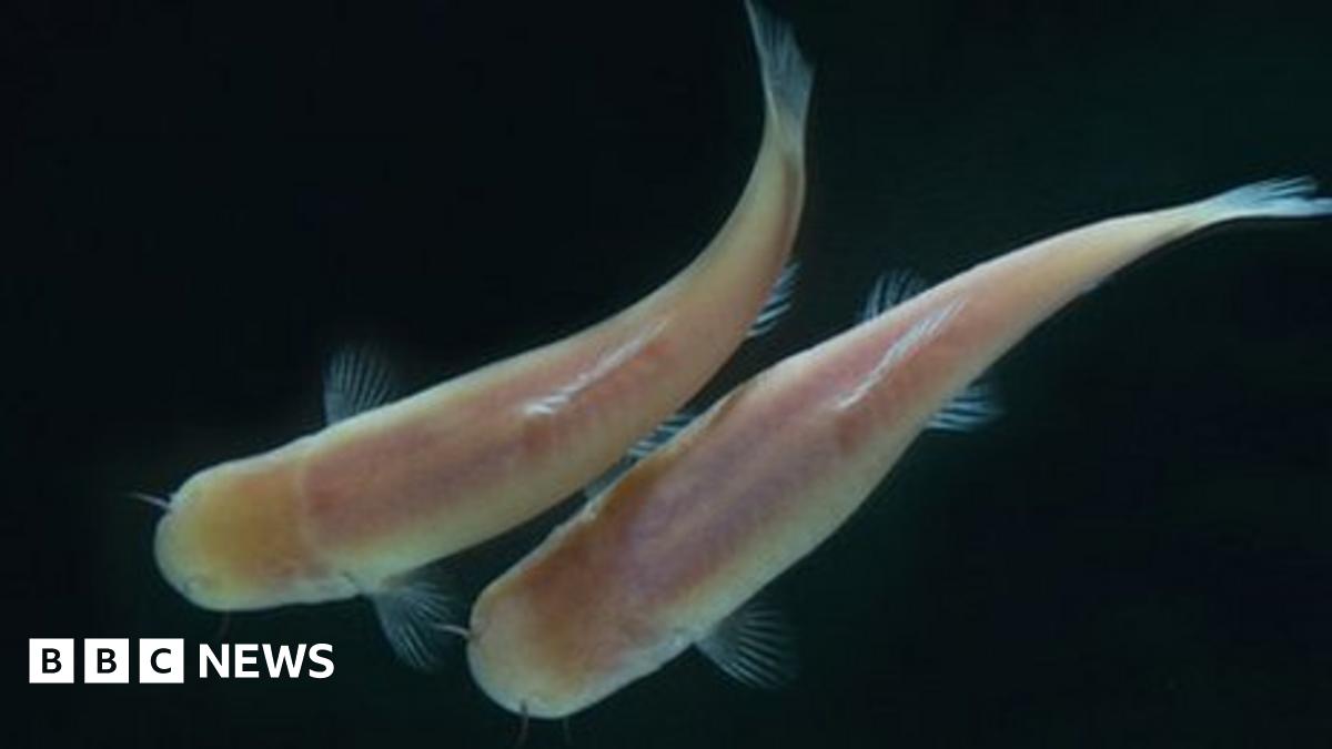 Fish living in dark caves still feel the rhythm of life - BBC News