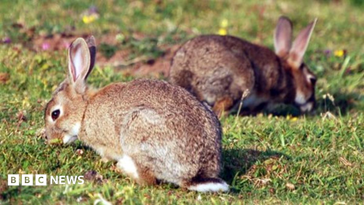 Ferrets to control rabbits at Bridlington cemetery - BBC News