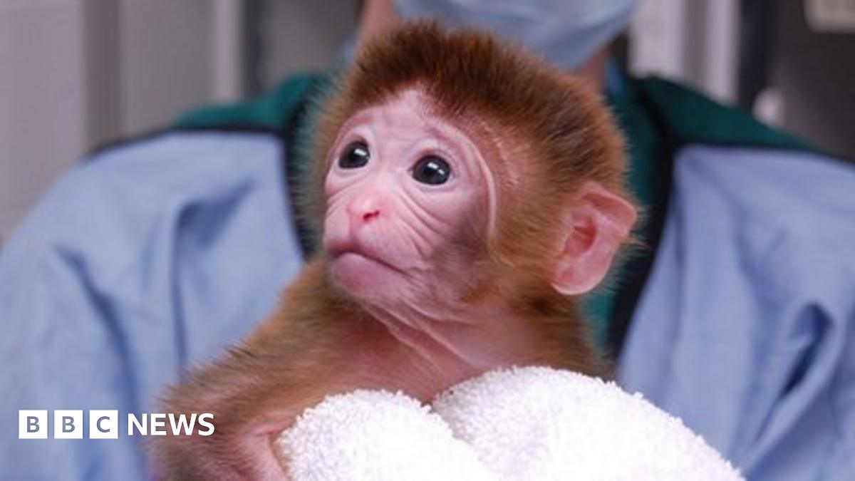First 'mixed embryo' monkeys born - BBC News