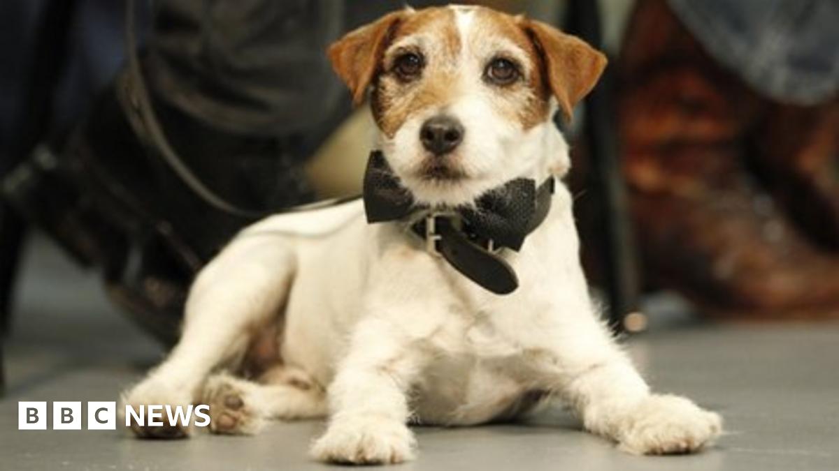 The Artist dog Uggie will not participate at Oscars BBC News(00)