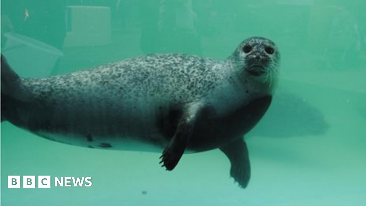 How are rescued baby seals returned to the wild? BBC News
