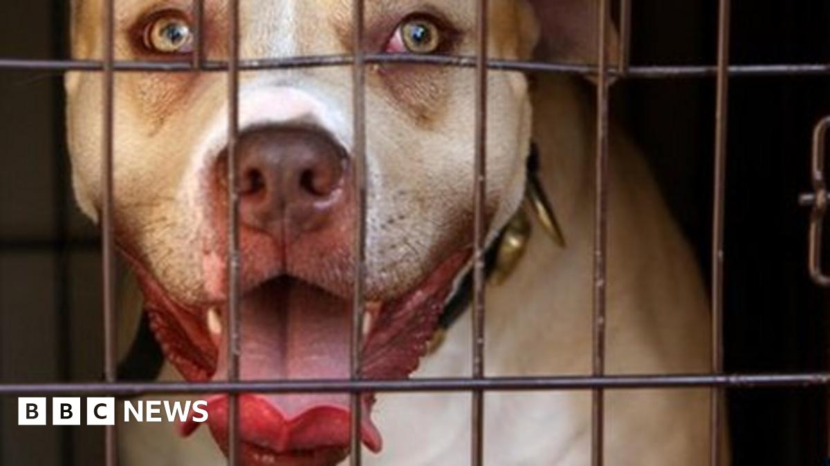 A pit bull seized during a south London raid