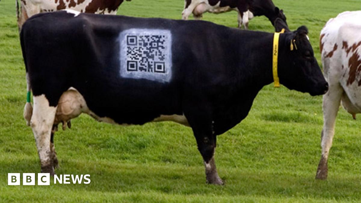 Cow spray painted with QR Code to promote dairy farming - BBC News