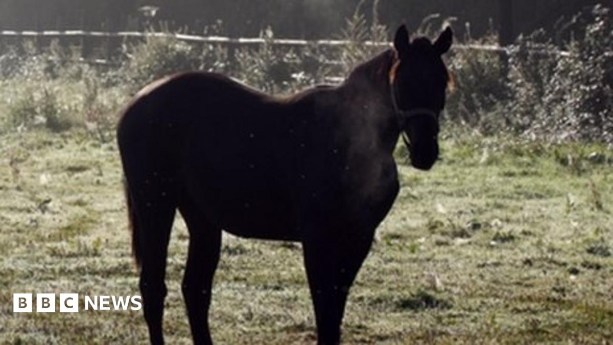 Tributes to Middleton man killed by horse in Edenfield - BBC News
