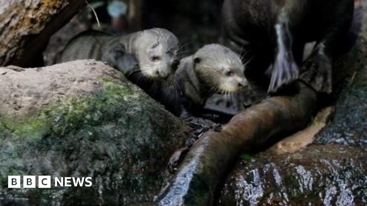 Baby giant otters take swimming lessons at Chester Zoo BBC News(01)
