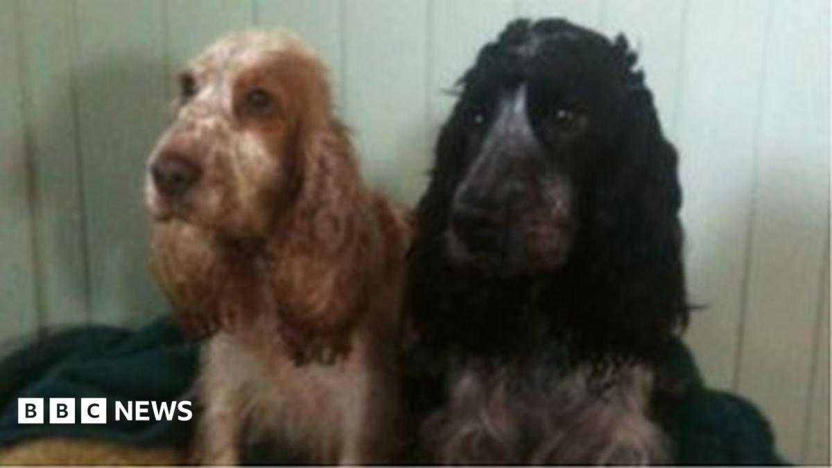 A closer look at Business Dog Food Contaminated With Cancer