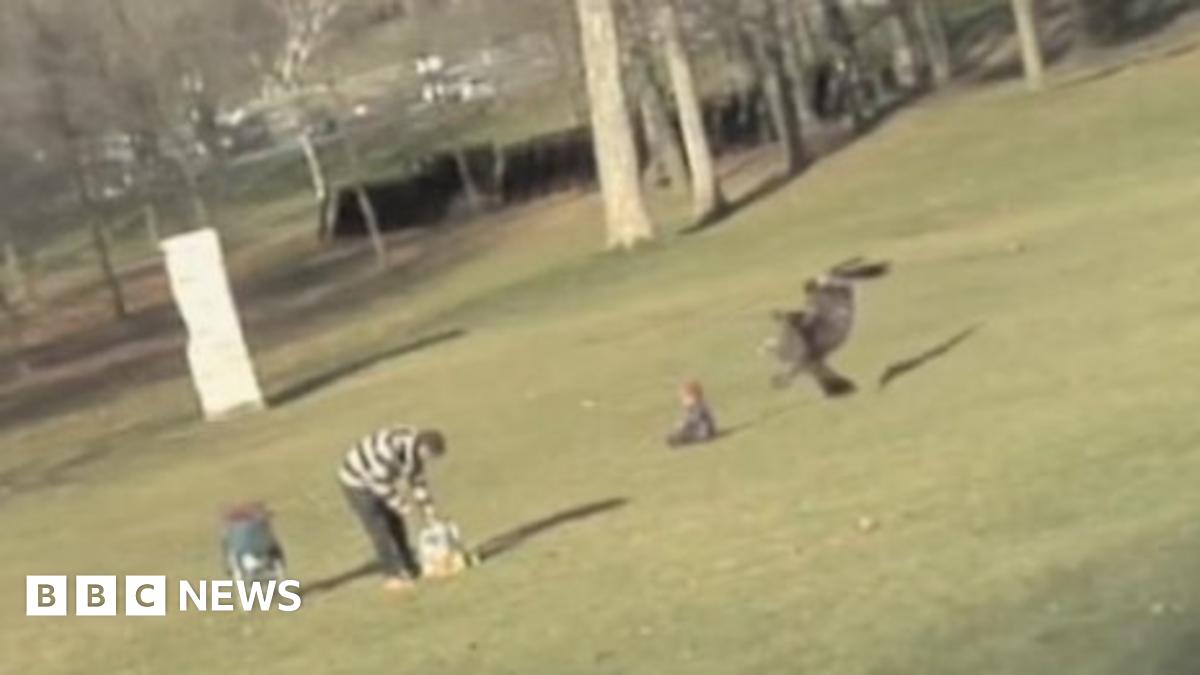Golden eagle snatching Canadian boy video is hoax - clipmakers - BBC News