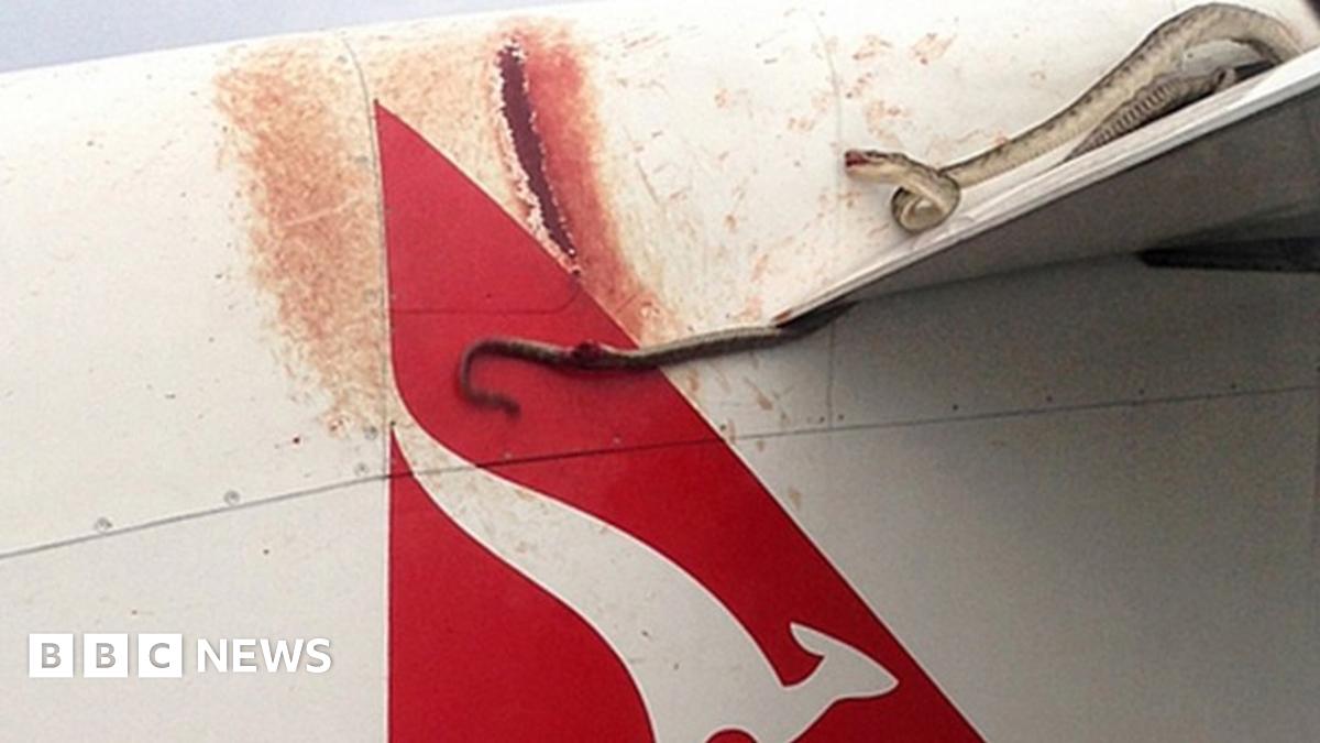Snake clings to Qantas plane's wing during flight BBC News
