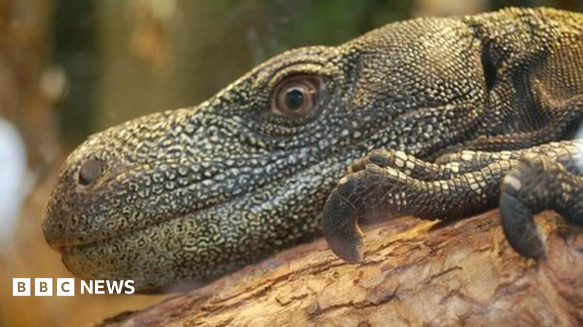 Black-throated monitor lizard stolen in Liverpool pet shop burglary ...