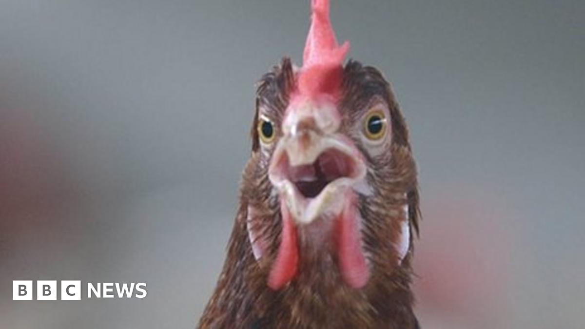 Should we worry about H7N9? - BBC News