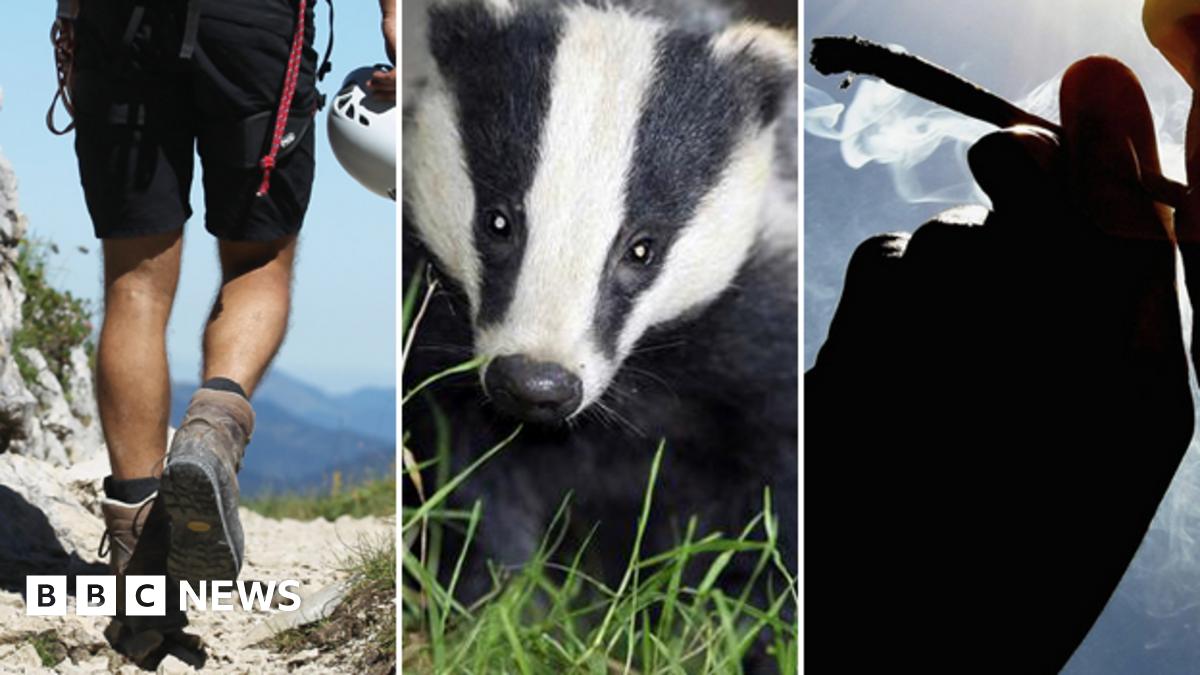 Hiker, badger, man smoking joint