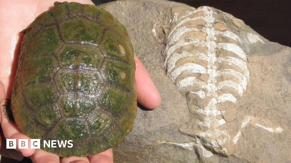 How the turtle got its unique hard shell - BBC News