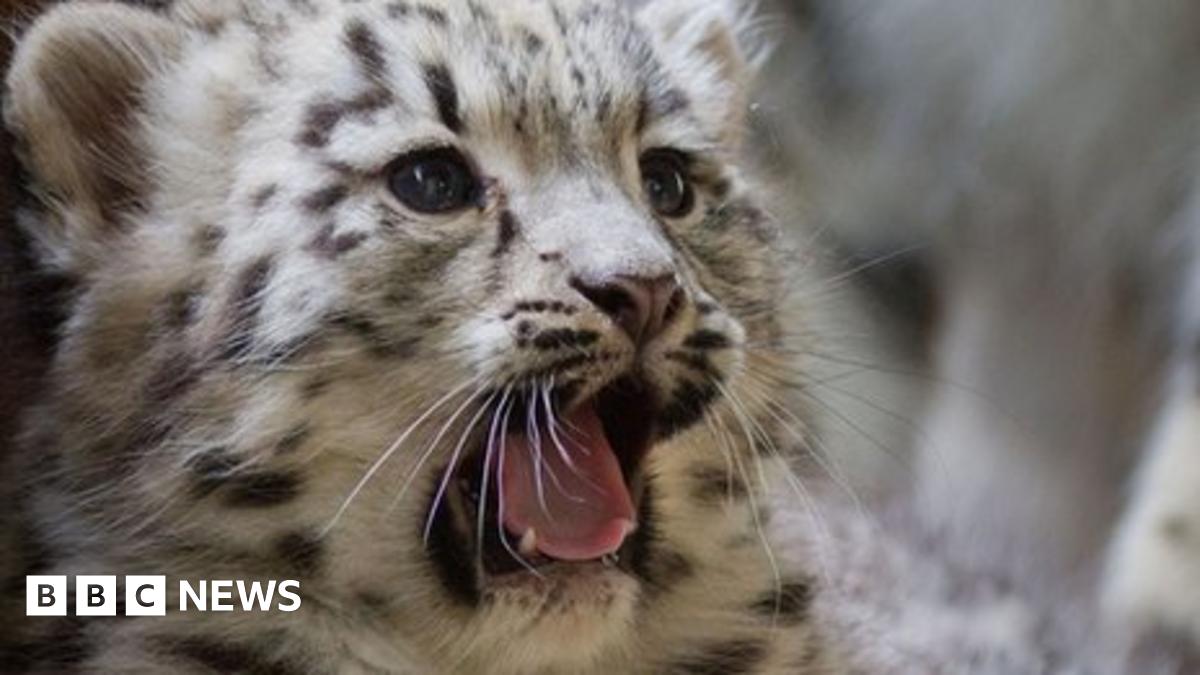 Dudley Zoo snow leopard cub Nidara killed by infection BBC News(02)