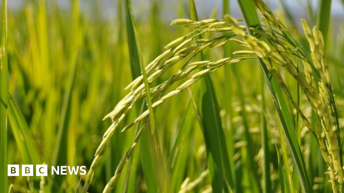 The challenges of boosting Tanzania's rice production - BBC News