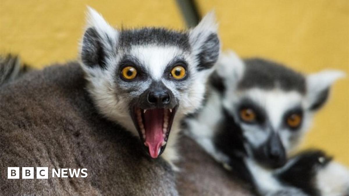 Tourism best hope for critically endangered lemurs BBC News