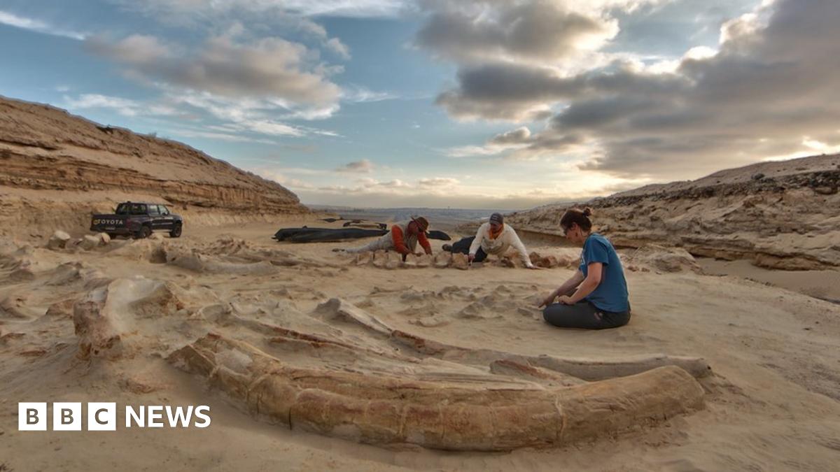 chile-s-stunning-fossil-whale-graveyard-explained-bbc-news
