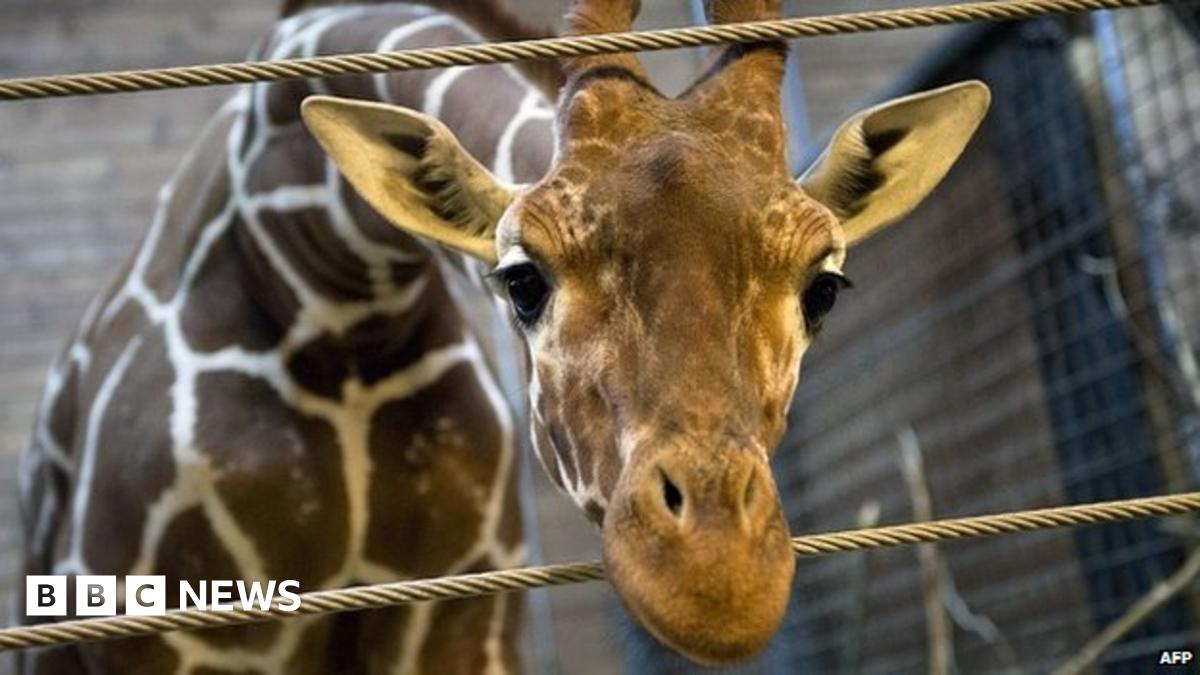Marius the giraffe, who was put down by Copenhagen Zoo
