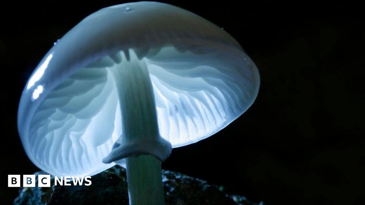 Your pictures: Translucent - BBC News