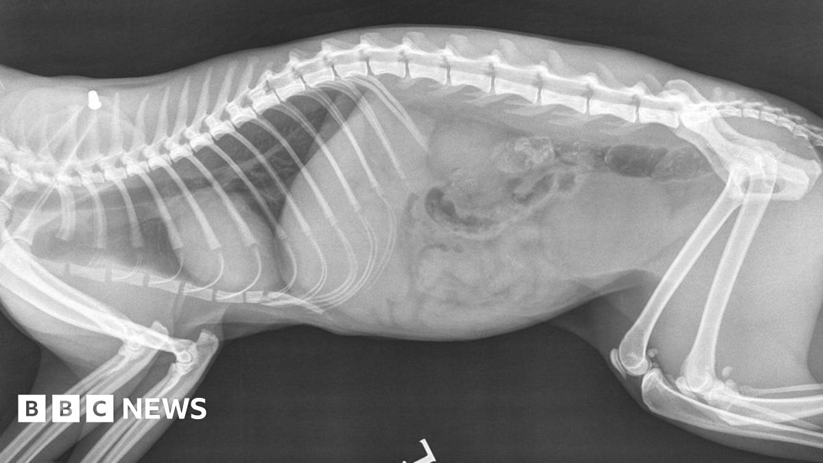 Scottish SPCA appeal after cat shot with airgun in Dunfermline BBC News