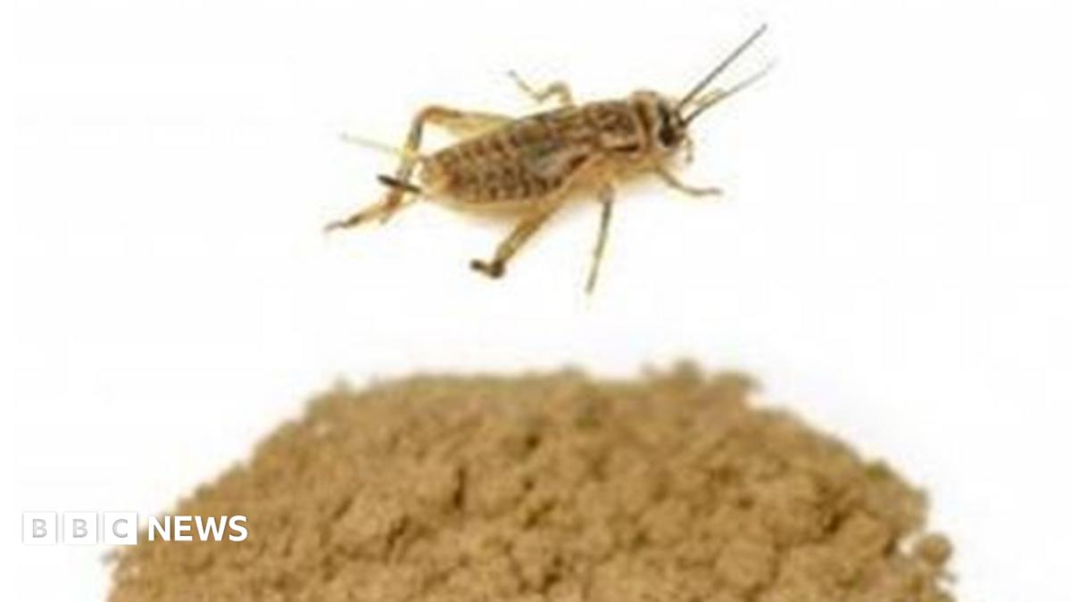 Icelandic business plans energy bar made of insects - BBC News