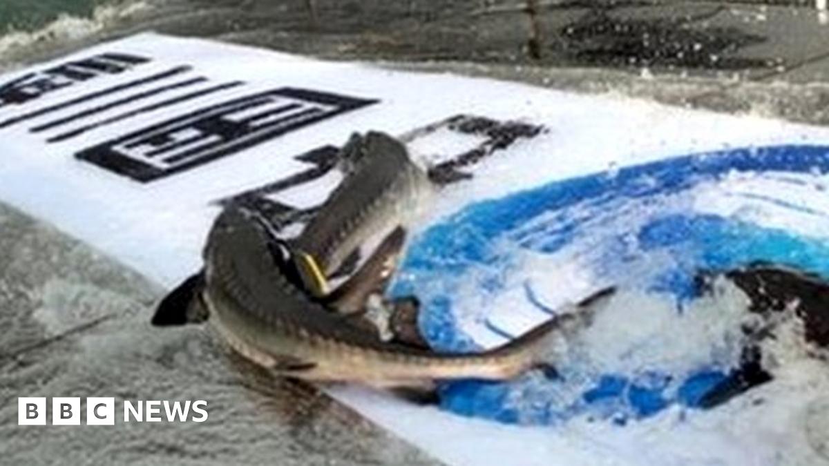 Ancient sturgeon in China's Yangtze 'nearly extinct' - BBC News