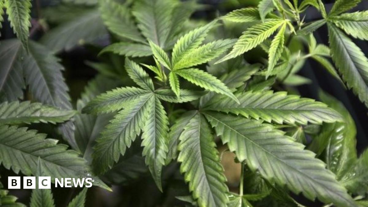 Cannabis plants worth £132,000 seized at Herne Bay house - BBC News - How Much Is A Cannabis Plant Worth