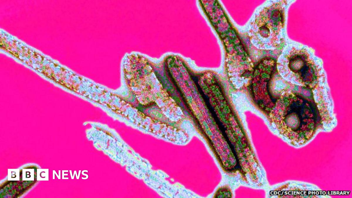 Ebola basics: What you need to know - BBC News