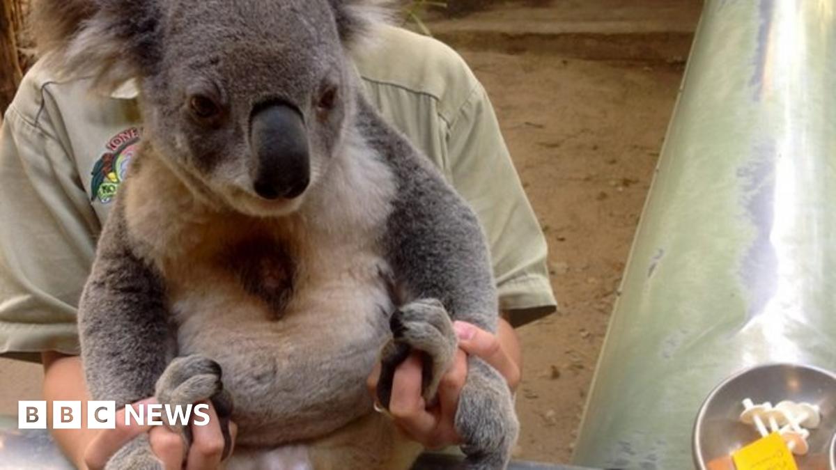 Koala chlamydia vaccine trial raises hope BBC News