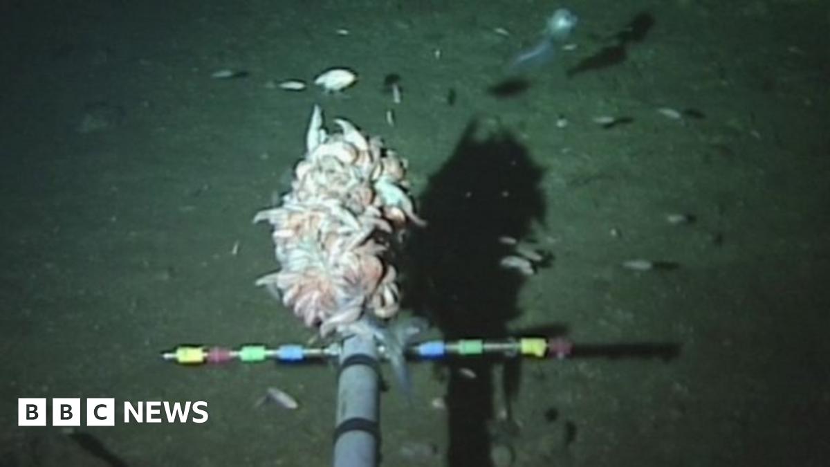 New record for deepest fish