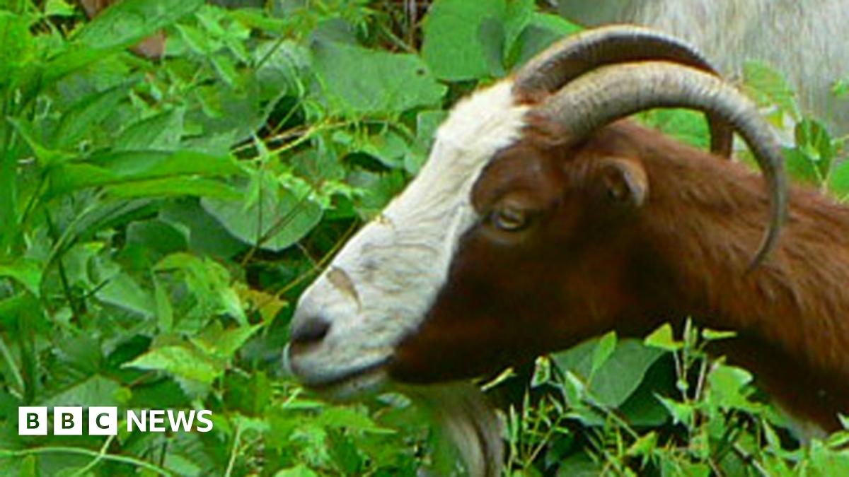 The goats fighting America's plant invasion BBC News