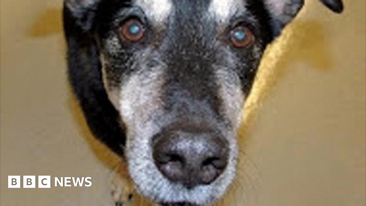 Frankie the dog 'sniffs out thyroid cancer' BBC News