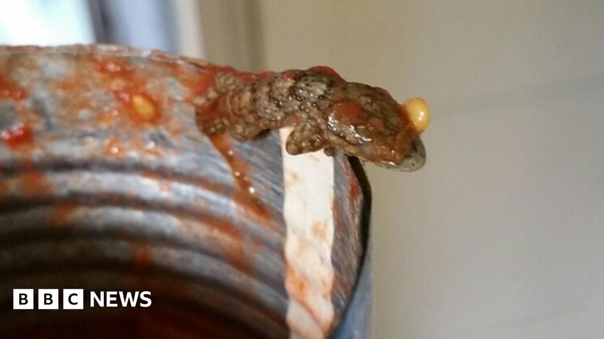 Dead lizard found in can of tomatoes in Alum Rock - BBC News