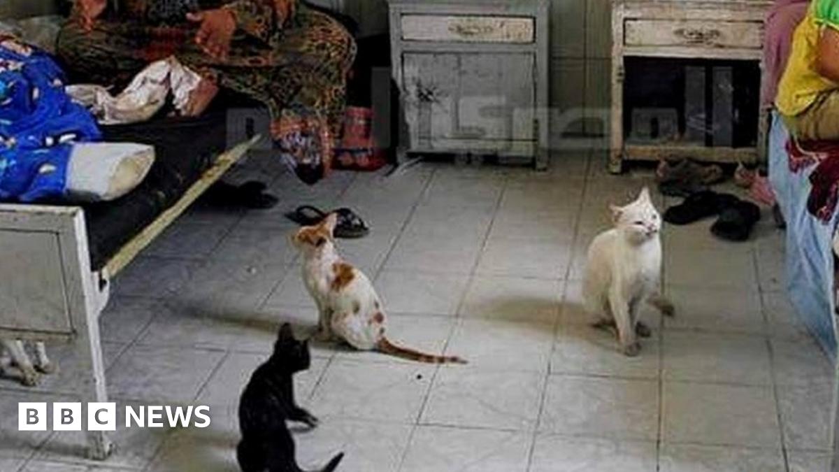 Egyptian doctors post photos of grim hospital conditions - BBC News