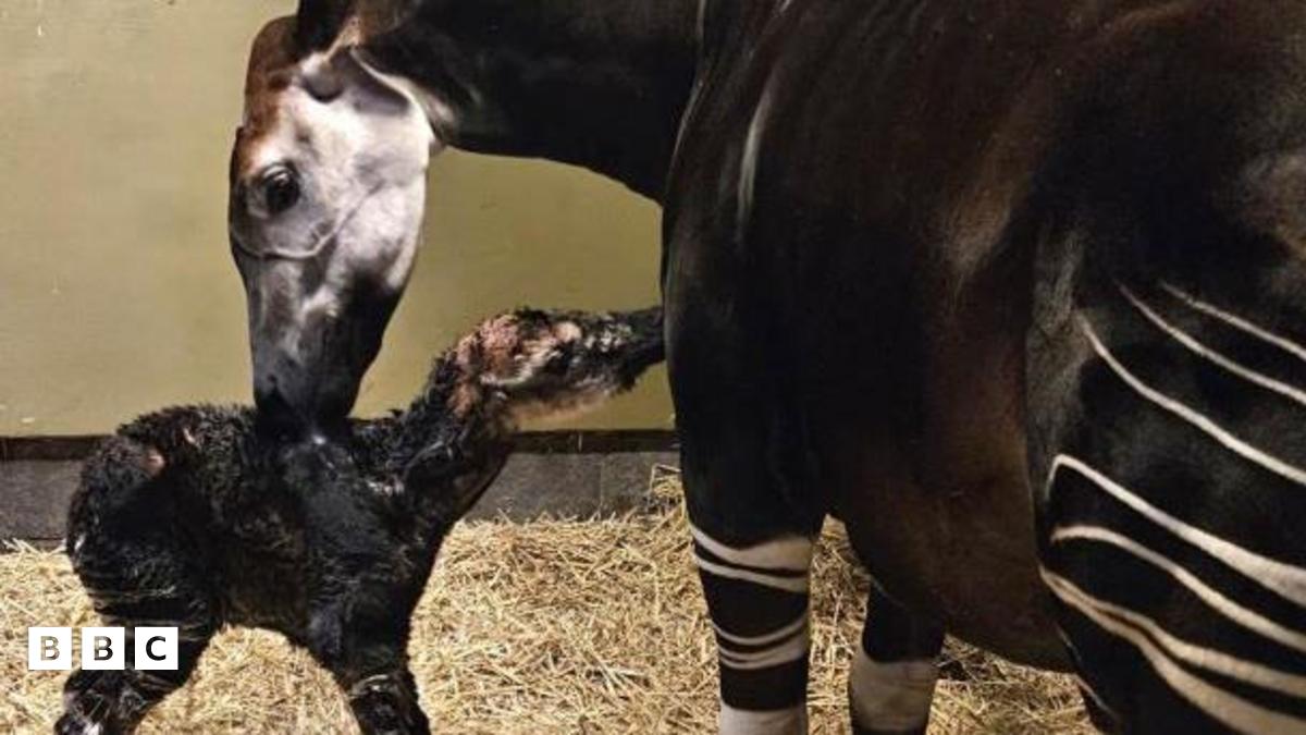 Rare okapi born at Marwell Zoo - BBC Newsround