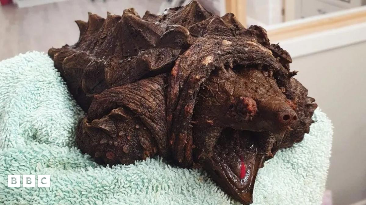 Fluffy the snapping turtle fished out of Cumbrian lake - BBC Newsround