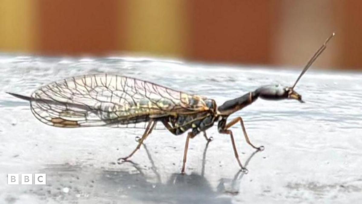 Insecte volant ressemblant à un serpent découvert en Écosse