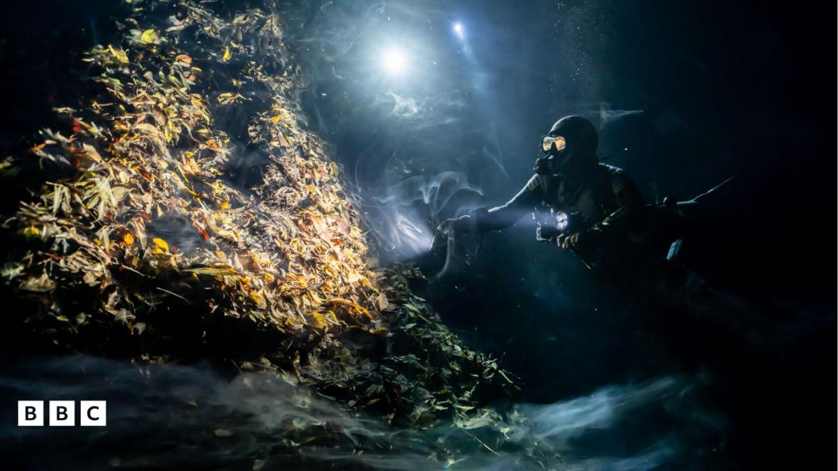 The Hidden World of the Oceans: Ocean Photographer of the Year 2026 Finalists