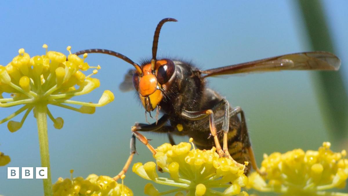 Yellow-legged hornets stopped from establishing in the UK, say UKCEH