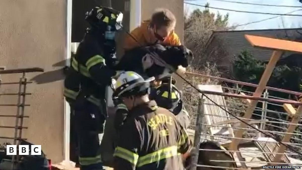Sammy the labrador rescued six days after house collapse - BBC Newsround