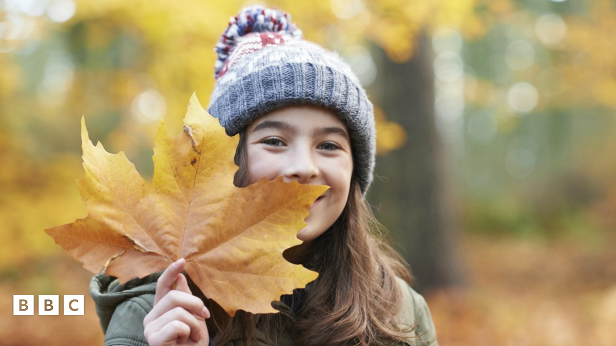 Why do leaves change colour in autumn? - BBC Newsround