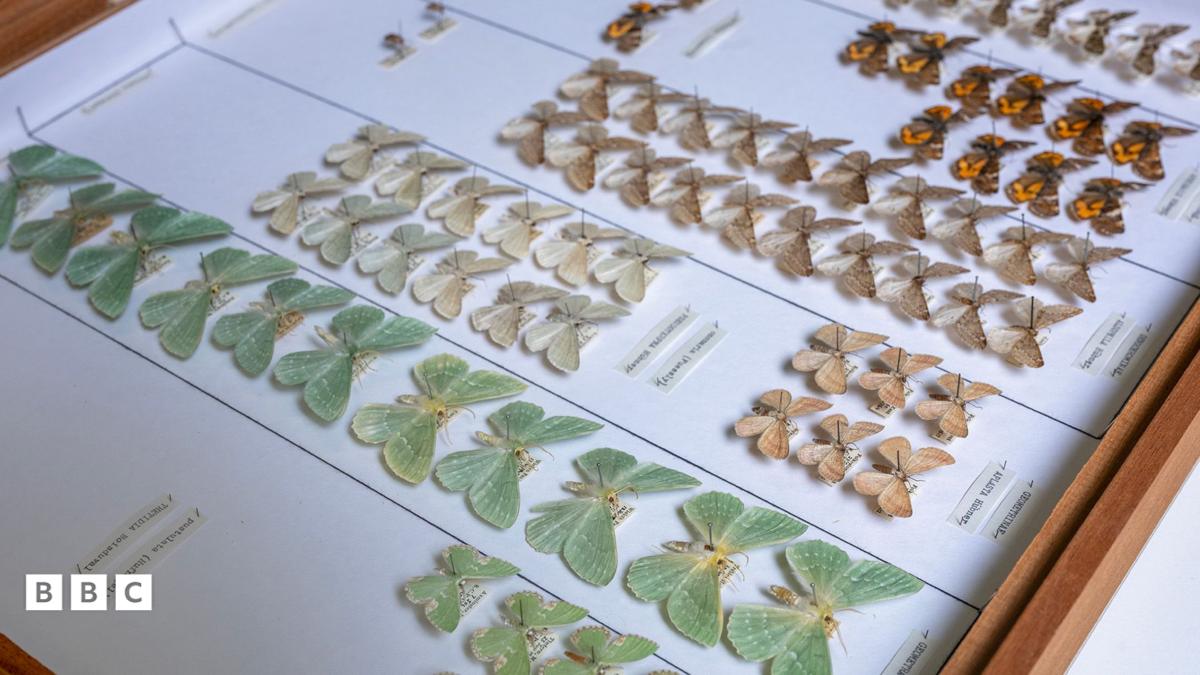 Scotland's Natural Science Collections Are Being Digitized