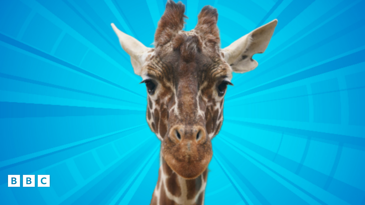 Meet the giraffe moving to London Zoo in a 'convertible'! - BBC