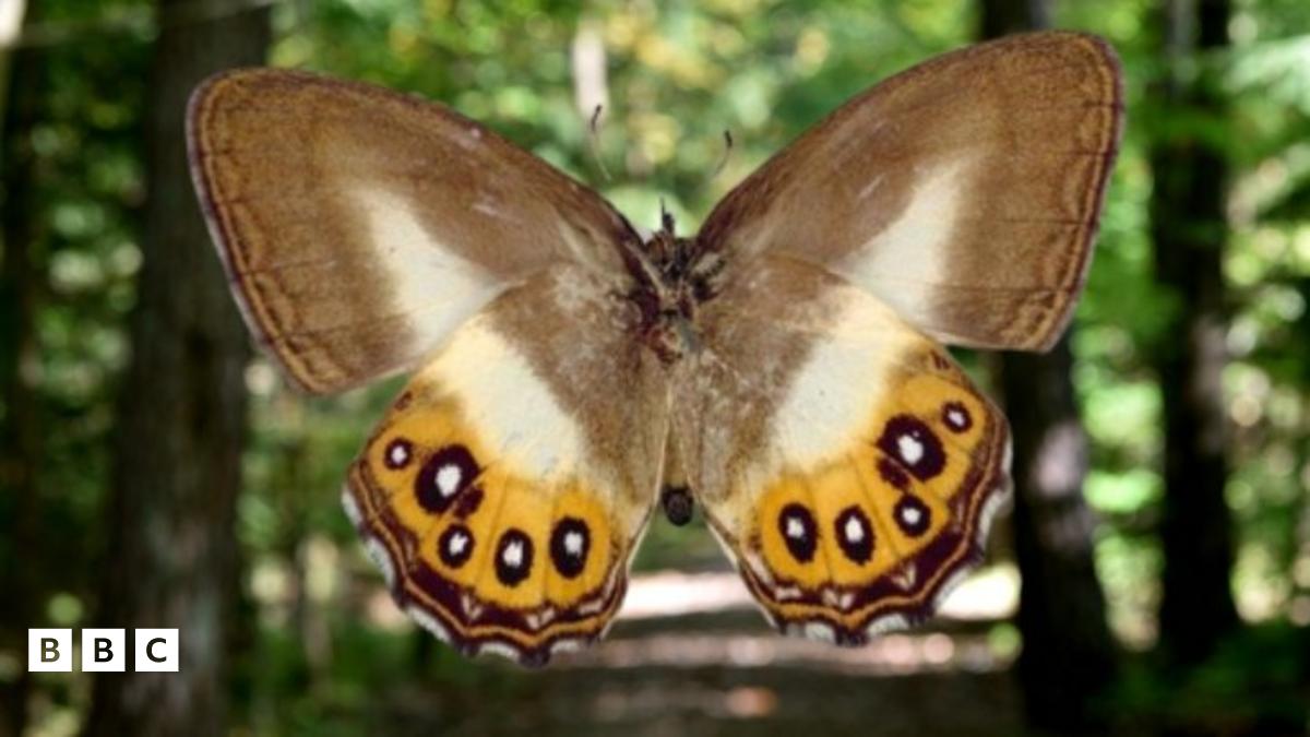 sauron-new-butterfly-species-named-after-lord-of-the-rings-character