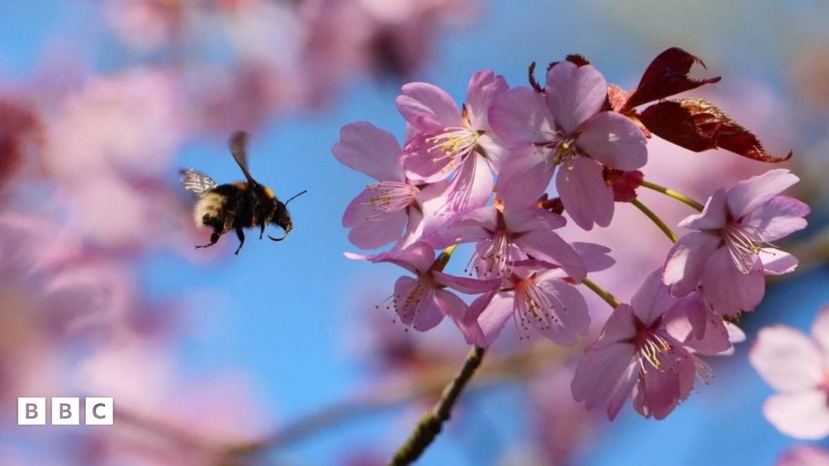 Spring equinox 2024: What is it and why are there different dates for the start of spring? - BBC Newsround