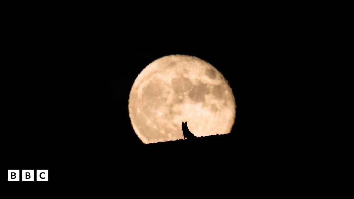 Wolf Moon 2025: What is January's full Moon and when can I see it?