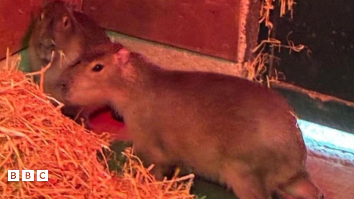 samba and tango the capybaras in their temporary enclosure