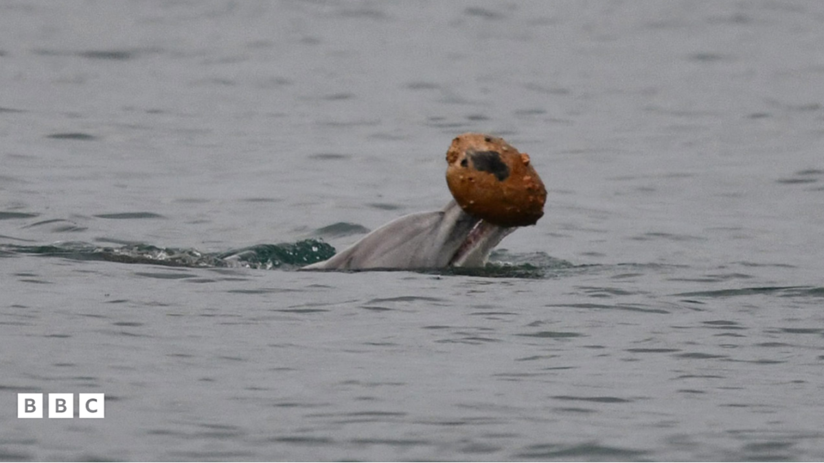 Dolphins use seashells to help catch fish, scientists say